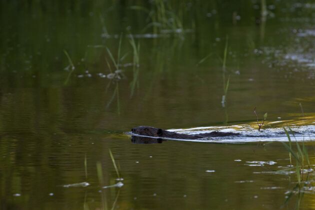 河流湖中海狸的选择性聚焦镜头宏动物野生动物