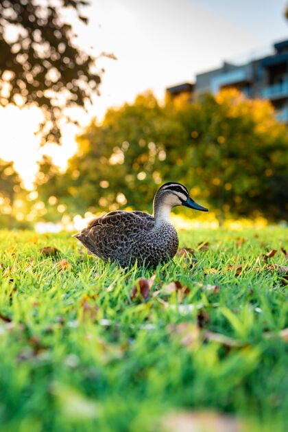 鸟一只可爱的野鸭在草地上散步的美丽镜头Beaty大田野