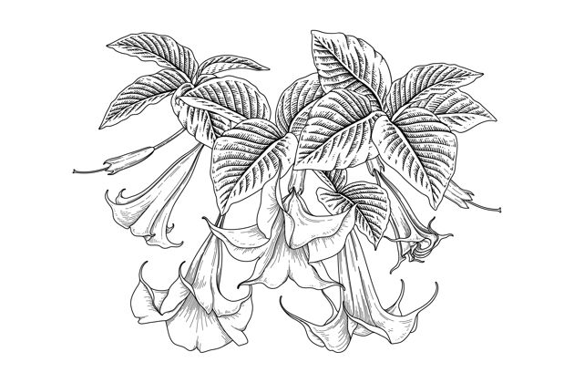 繁荣天使号角花布鲁曼西亚图纸植物学植物装饰