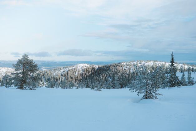 木头美丽的景色雪域与许多绿树在挪威日落景色自然
