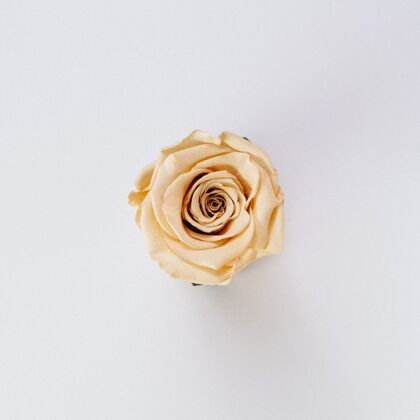 温柔美丽的单一孤立奶油色玫瑰垂直明亮自然