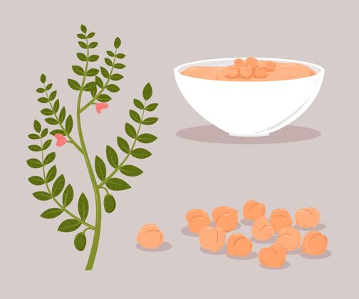 食用画鹰嘴豆和植物插图营养美味植物