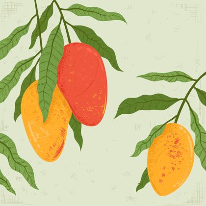 食物植物芒果树果实插图芒果吃美味