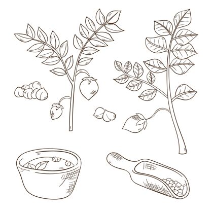 食品逼真的手工绘制鹰嘴豆和植物集烹饪豌豆食用