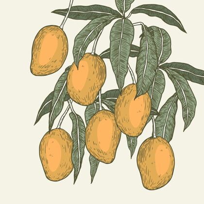 热带植物芒果树插图树水果多汁