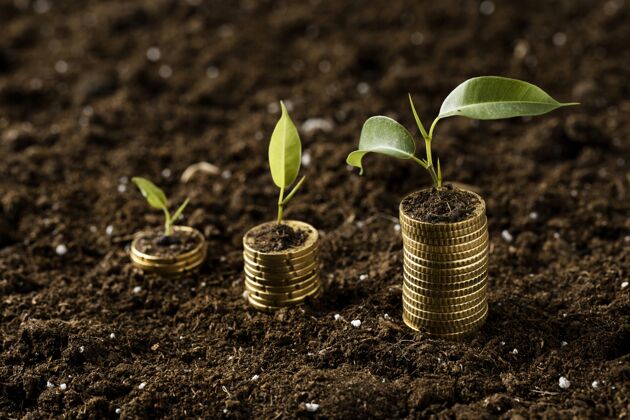 植物高角度的硬币堆在泥土上与植物资本财富财富