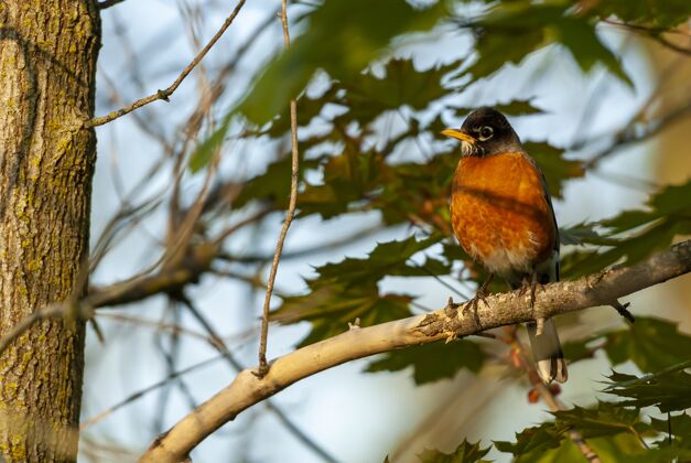 木头选择性聚焦拍摄一只鸟坐在树枝上的叶子动物热带野生