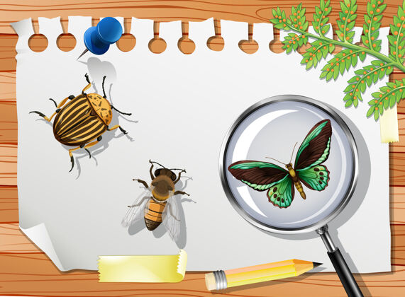动物桌子上有许多不同的昆虫 请靠近科学自然框架