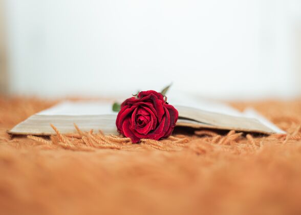 家里室内红玫瑰在一本打开的书里面家庭房间温暖书堆