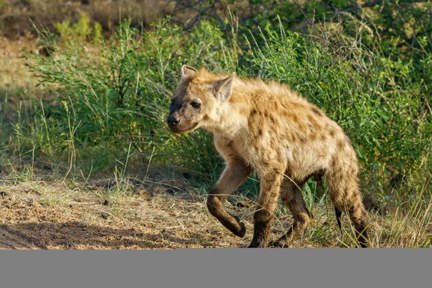 国家特写镜头一个斑点鬣狗走在一个阳光明媚的天气绿地大非洲非洲