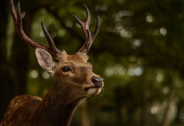 日本日本奈良公园一只鹿的特写镜头棕色野生动物日本