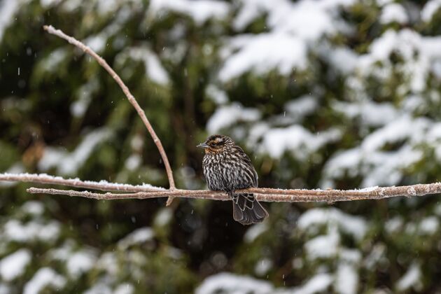 自然雪天拍摄的一只小鸟在细细的树枝上的选择性聚焦镜头天气自然雪