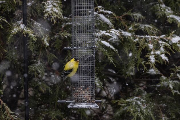 自然美丽的金丝雀坐在雪树旁的种子容器上农业羽毛自然