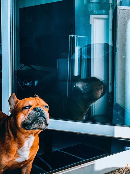 狗一只棕色斗牛犬向窗外看的垂直特写镜头大可爱纯种