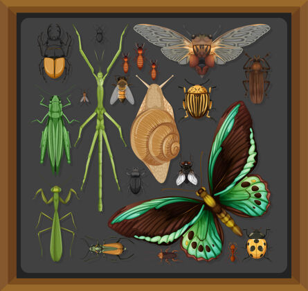 蟋蟀木架上有一套不同的昆虫自然蝴蝶木头
