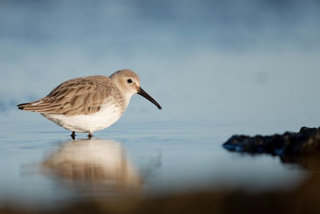 野生动物在模糊的背景下 红脖子的小家伙在海边涉水的特写镜头小鸟散步