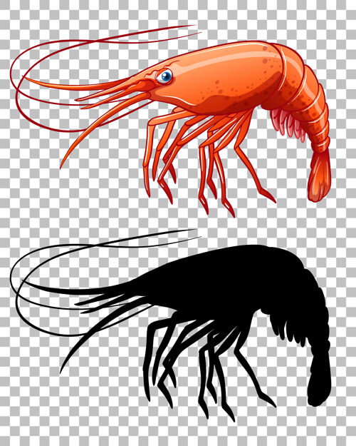 动物红虾和它的轮廓在透明的背景上虾卡通动物