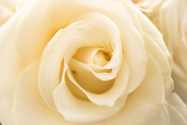 颜色美丽的白玫瑰特写镜头芳香花蕾花瓣