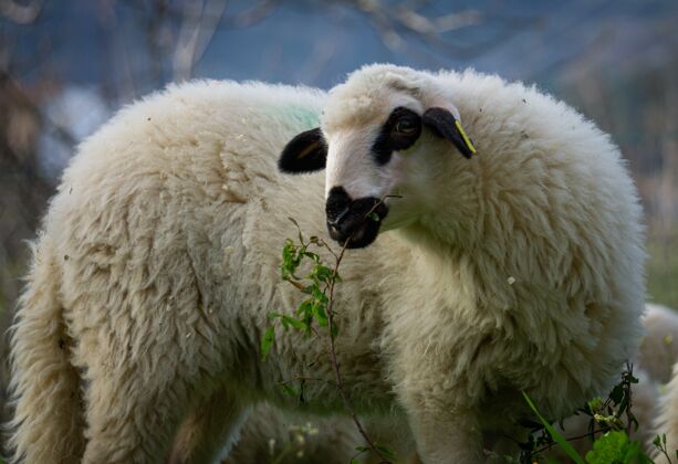 农场一只白羊在农田里吃草的特写镜头牧场田野动物