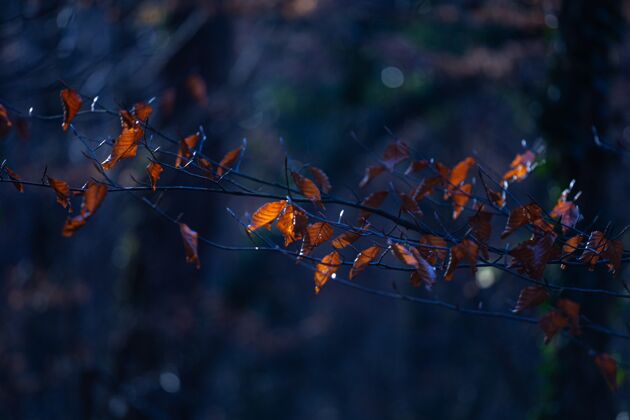 季节克罗地亚萨格勒布马克西米尔公园树枝上棕色叶子的选择性聚焦镜头公园萨格勒布环境