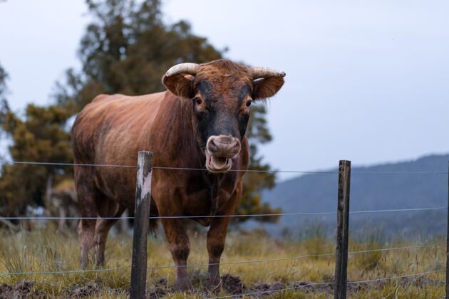 农业在一个被群山和绿树环绕的农场里 在栅栏边张嘴的公牛牛牲畜环境