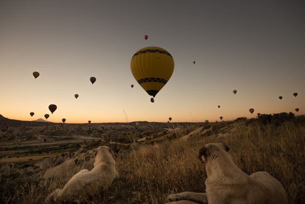 休闲土耳其卡帕多西亚 日落时分 狗在欣赏空中热气球的美丽景色观景飞机风景