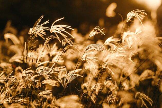 田野选择性聚焦拍摄金色阳光下的甜草树枝选择性聚焦树叶草本