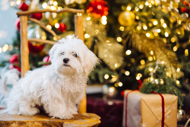宠物圣诞树背景上的白色小猎犬小狗狗阳光