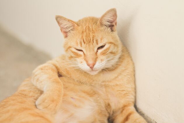 哺乳动物可爱的沉睡的橙色猫在白墙旁休息动物小柔软