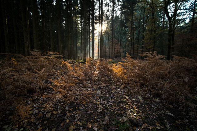 棕色树叶和树枝覆盖着秋天树木环绕的森林的地面灌木叶子地面