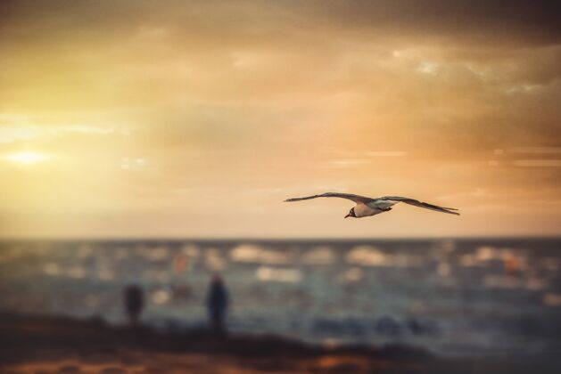 云日落时一只鸟在水面上飞翔的广角镜头户外河流黎明