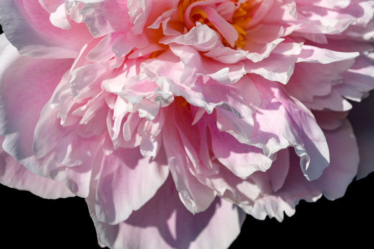 花瓣美丽的花卉植物图片盛开牡丹特写宏观摄影优雅开放园艺