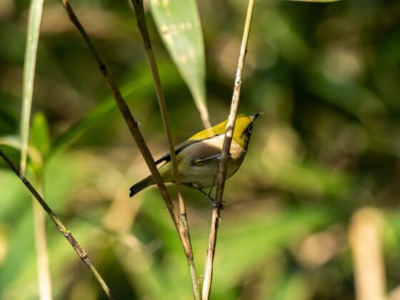 雀形目鸟类在大和的泉森林里 一只可爱的白眼睛停在树枝上 选择性聚焦拍摄羽毛雀形目生长