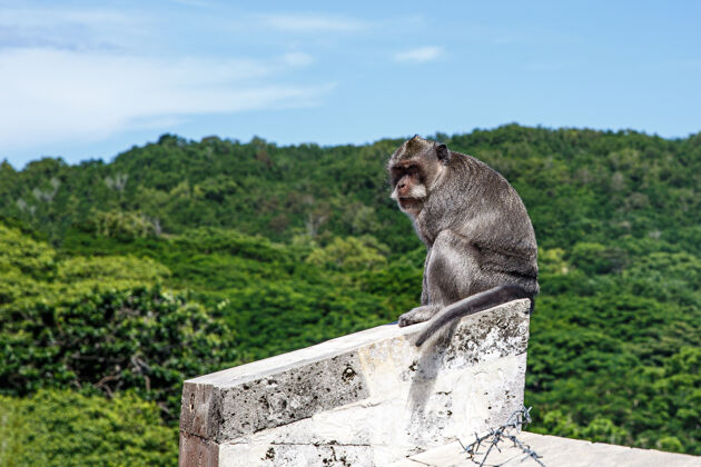猕猴猴子在石墙上巴西厄瓜多尔小