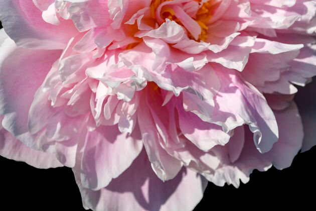 花瓣美丽的花卉植物图片盛开牡丹特写宏观摄影优雅开放园艺