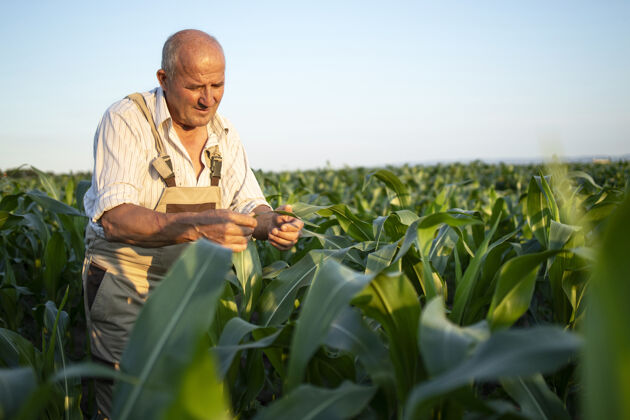 肖像在玉米地里辛勤耕耘的高级农艺师在收割前检查庄稼的画像土壤乡村观察