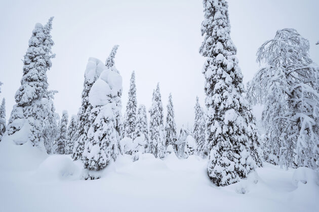 树枝云杉树被雪覆盖在里什通图里国家公园 芬兰公园国家北极