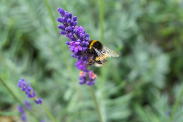 彩色蜜蜂在紫色薰衣草花上的特写镜头动物昆虫芳香