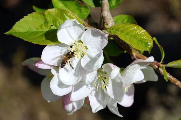 农场特写镜头蜜蜂收集花蜜从白色樱花在一个阳光明媚的日子忙碌天空甜味