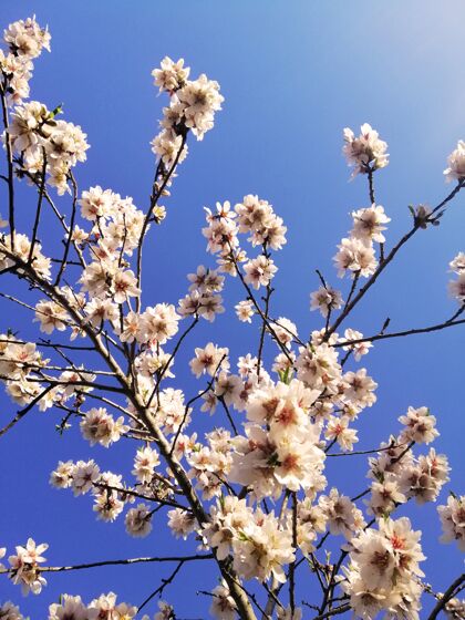 树枝杏仁树和蓝天上美丽的白花特写镜头花杏仁樱桃