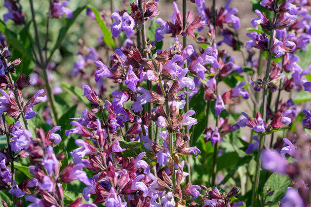 自然品种栽培鼠尾草-药用芳香草本植物盛开在阳光明媚的夏日特写束鼠尾草配料