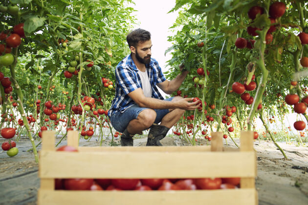 番茄农夫拿起新鲜成熟的番茄蔬菜 放进木箱里素食主义者有机营养