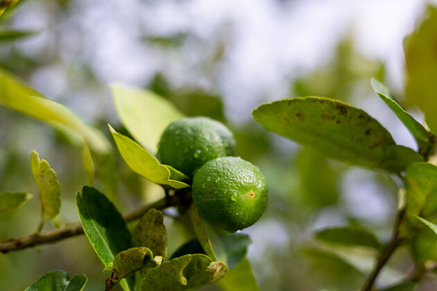 柑橘雨后在树上生长的柠檬佛手柑果汁绿色花园