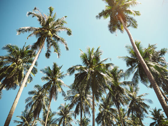 太阳夏天的棕榈树棕榈阳光叶