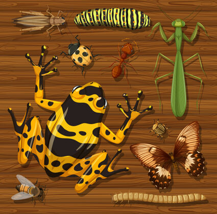 系列在木制墙纸背景上设置不同的昆虫蜜蜂安排蝴蝶