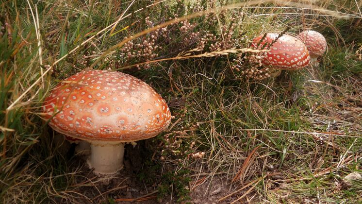 蘑菇草丛中飞蘑菇的特写镜头有毒地面质地