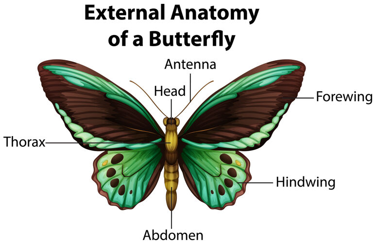 生理学白色背景上蝴蝶的外部解剖毛骨悚然虫子动物
