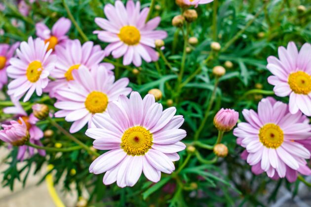 自然高角度拍摄美丽的玛格丽特雏菊花捕获在花园里植物花瓣开花
