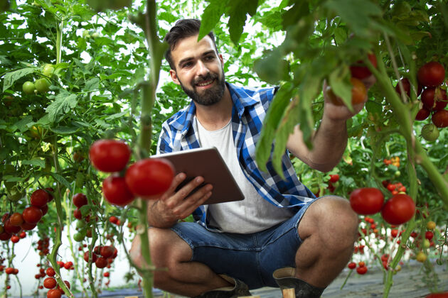 农场农民用平板电脑检查有机食品农场番茄蔬菜的质量和新鲜度有机工人素食者