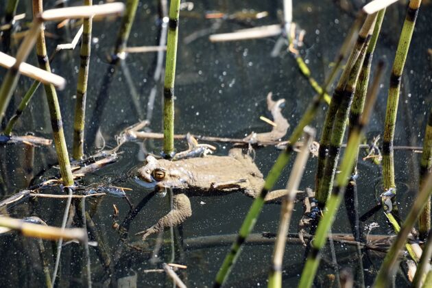 生态一只青蛙在意大利南蒂罗尔一个叫萨尔芬的小湖里游泳的美丽镜头棕色河流野生动物
